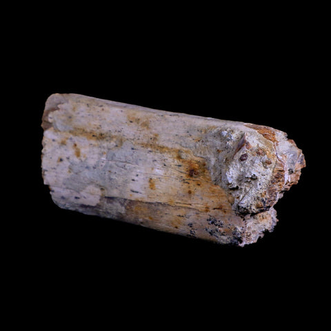 7.5" Plesiosaur Fossil Rib Bone Cretaceous Dinosaur Era Khouribga Morocco COA - Fossil Age Minerals