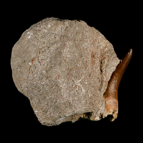 XL 2.2" Plesiosaur Zarafasaura Tooth Fossil In Matrix Cretaceous Dinosaur Era COA - Fossil Age Minerals
