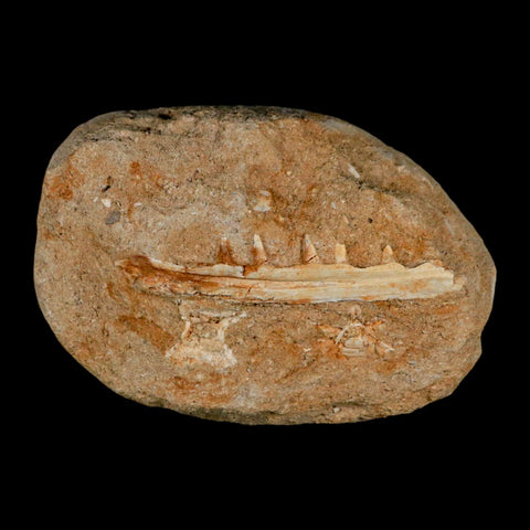 3.4" Saber Toothed Herring Fossil Tooth Jaw Section Enchodus Libycus Cretaceous Age COA - Fossil Age Minerals