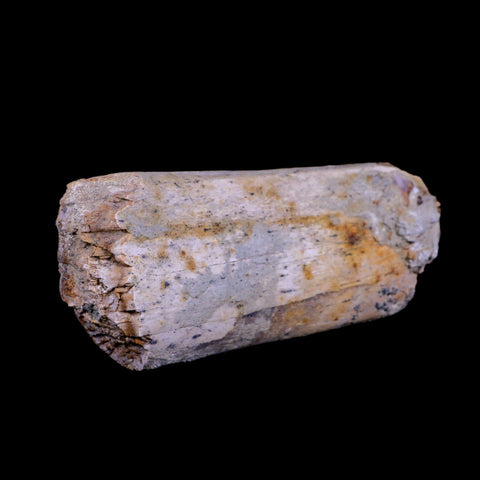 7.5" Plesiosaur Fossil Rib Bone Cretaceous Dinosaur Era Khouribga Morocco COA - Fossil Age Minerals