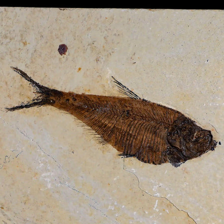 3.5" Diplomystus Dentatus Fossil Fish Green River FM WY Eocene Age COA, Stand