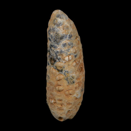 XL 2.2" Fossil Pine Cone Equicalastrobus Replaced By Agate Eocene Age Seeds Fruit