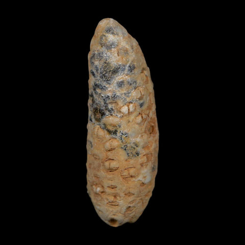 XL 2.2" Fossil Pine Cone Equicalastrobus Replaced By Agate Eocene Age Seeds Fruit