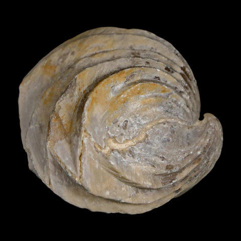 1.5" Burmirhynchia Decorata Brachiopod Fossil Jurassic Age Ardenes France