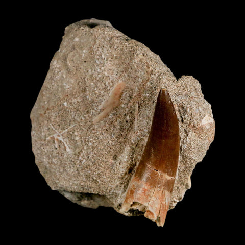 XL 2.2" Plesiosaur Zarafasaura Tooth Fossil In Matrix Cretaceous Dinosaur Era COA - Fossil Age Minerals