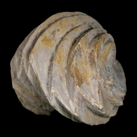 1.5" Burmirhynchia Decorata Brachiopod Fossil Jurassic Age Ardenes France