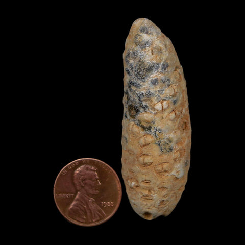 XL 2.2" Fossil Pine Cone Equicalastrobus Replaced By Agate Eocene Age Seeds Fruit