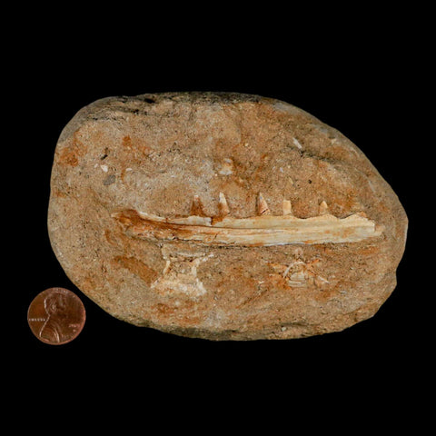 3.4" Saber Toothed Herring Fossil Tooth Jaw Section Enchodus Libycus Cretaceous Age COA - Fossil Age Minerals