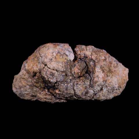 5.7" Pachycephalosaurus Fossil Skull Dome Lance Creek WY Cretaceous Dinosaur COA - Fossil Age Minerals