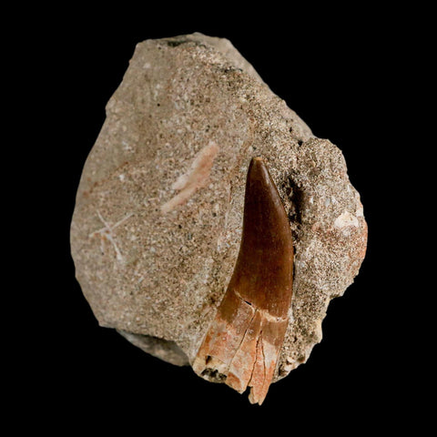 XL 2.2" Plesiosaur Zarafasaura Tooth Fossil In Matrix Cretaceous Dinosaur Era COA - Fossil Age Minerals