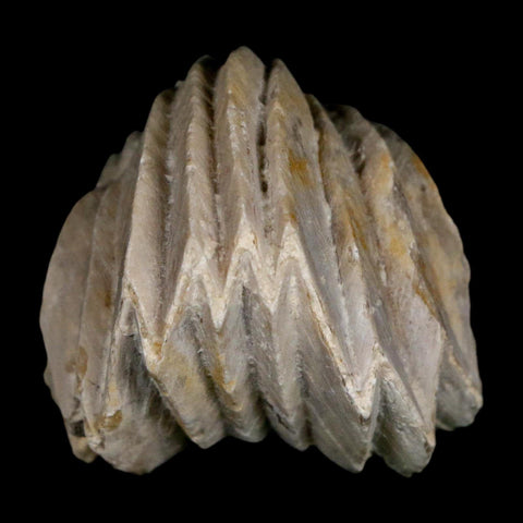 1.5" Burmirhynchia Decorata Brachiopod Fossil Jurassic Age Ardenes France