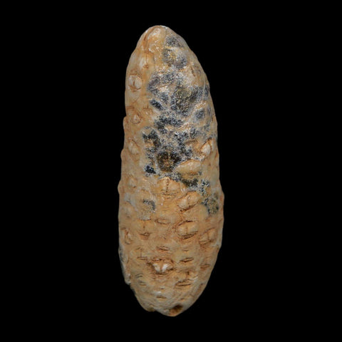 XL 2.2" Fossil Pine Cone Equicalastrobus Replaced By Agate Eocene Age Seeds Fruit