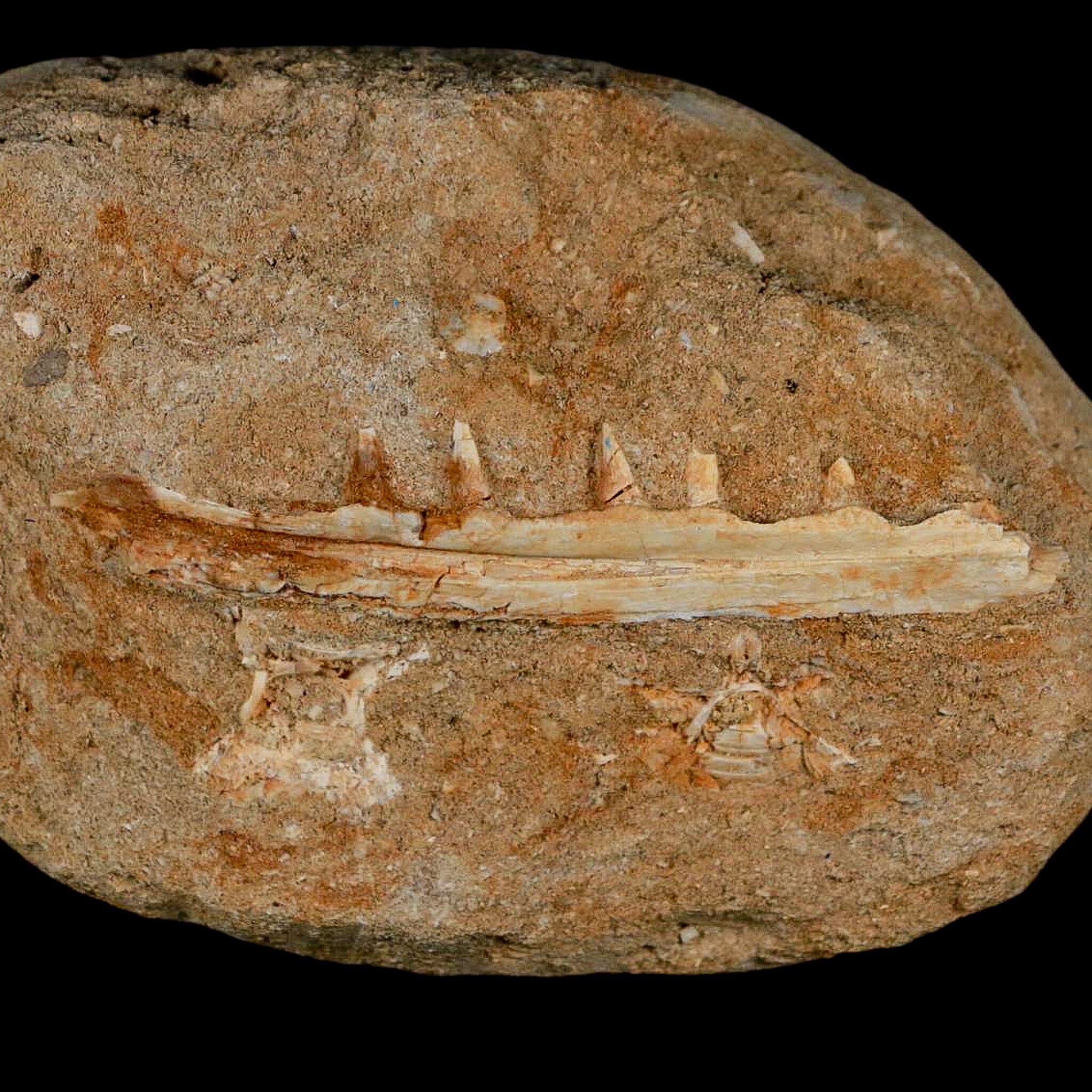 3.4" Saber Toothed Herring Fossil Tooth Jaw Section Enchodus Libycus Cretaceous Age COA - Fossil Age Minerals