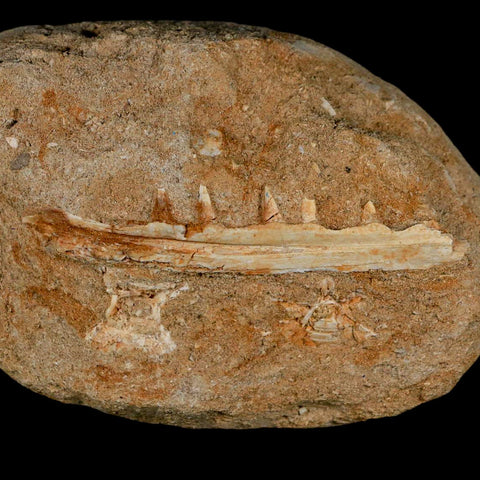 3.4" Saber Toothed Herring Fossil Tooth Jaw Section Enchodus Libycus Cretaceous Age COA - Fossil Age Minerals