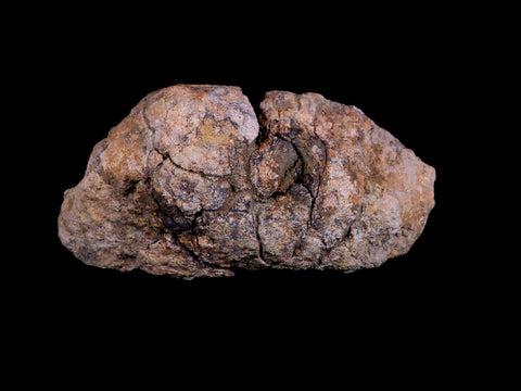 5.7" Pachycephalosaurus Fossil Skull Dome Lance Creek WY Cretaceous Dinosaur COA - Fossil Age Minerals