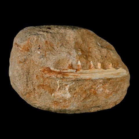 3.4" Saber Toothed Herring Fossil Tooth Jaw Section Enchodus Libycus Cretaceous Age COA - Fossil Age Minerals
