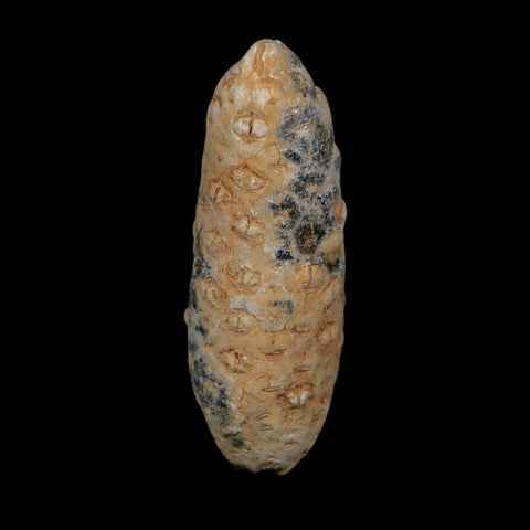 XL 2.2" Fossil Pine Cone Equicalastrobus Replaced By Agate Eocene Age Seeds Fruit