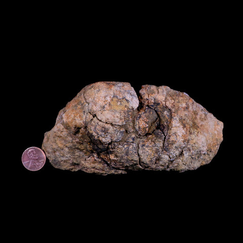 5.7" Pachycephalosaurus Fossil Skull Dome Lance Creek WY Cretaceous Dinosaur COA - Fossil Age Minerals