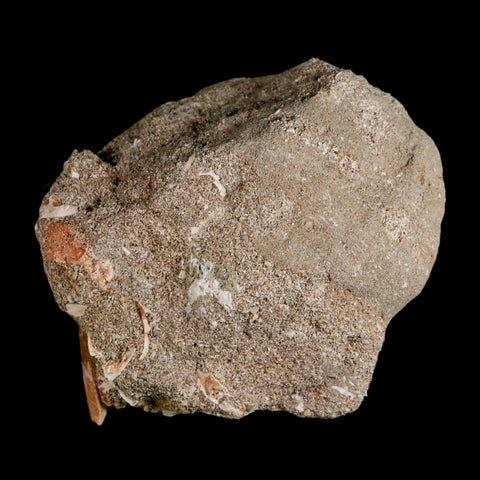 XL 2.2" Plesiosaur Zarafasaura Tooth Fossil In Matrix Cretaceous Dinosaur Era COA - Fossil Age Minerals