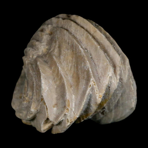 1.5" Burmirhynchia Decorata Brachiopod Fossil Jurassic Age Ardenes France