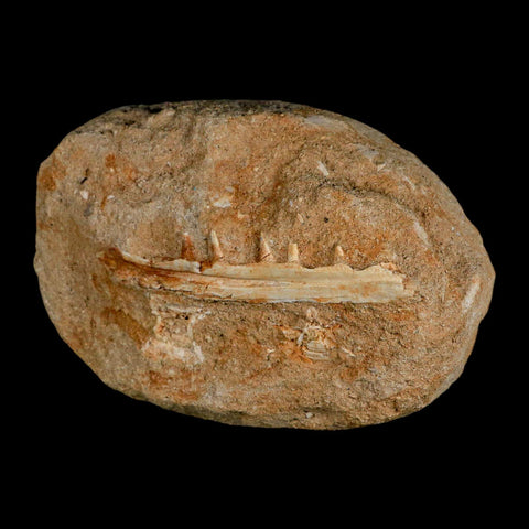 3.4" Saber Toothed Herring Fossil Tooth Jaw Section Enchodus Libycus Cretaceous Age COA - Fossil Age Minerals