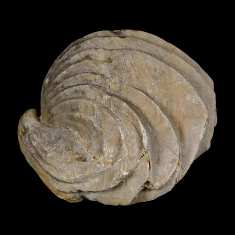 1.5" Burmirhynchia Decorata Brachiopod Fossil Jurassic Age Ardenes France