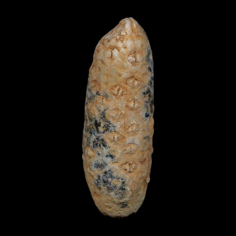 XL 2.2" Fossil Pine Cone Equicalastrobus Replaced By Agate Eocene Age Seeds Fruit