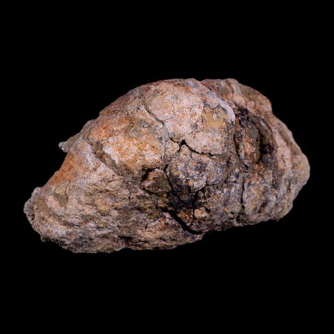 5.7" Pachycephalosaurus Fossil Skull Dome Lance Creek WY Cretaceous Dinosaur COA - Fossil Age Minerals