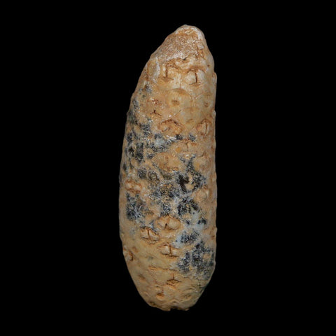 XL 2.2" Fossil Pine Cone Equicalastrobus Replaced By Agate Eocene Age Seeds Fruit