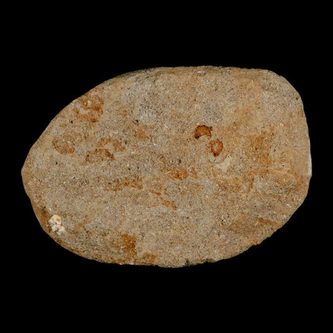 3.4" Saber Toothed Herring Fossil Tooth Jaw Section Enchodus Libycus Cretaceous Age COA - Fossil Age Minerals