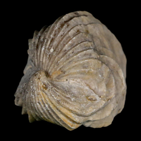 1.5" Burmirhynchia Decorata Brachiopod Fossil Jurassic Age Ardenes France