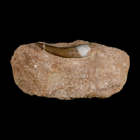 1.8" Plesiosaur Zarafasaura Tooth Fossil In Matrix Cretaceous Dinosaur Era COA