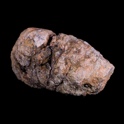 5.7" Pachycephalosaurus Fossil Skull Dome Lance Creek WY Cretaceous Dinosaur COA - Fossil Age Minerals