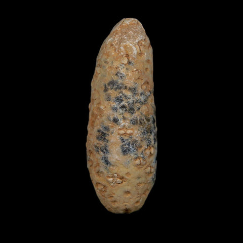XL 2.2" Fossil Pine Cone Equicalastrobus Replaced By Agate Eocene Age Seeds Fruit