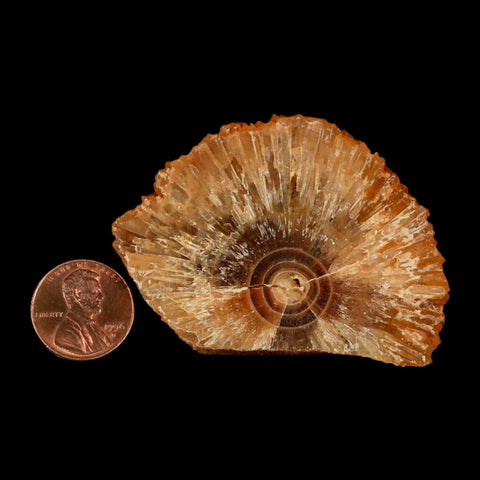 2.4" Natural Cut Rough Cave Honey Calcite Crystal Mineral Specimen Morocco - Fossil Age Minerals