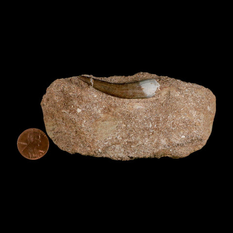 1.8" Plesiosaur Zarafasaura Tooth Fossil In Matrix Cretaceous Dinosaur Era COA - Fossil Age Minerals