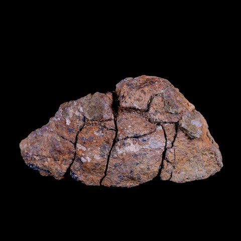 5.7" Pachycephalosaurus Fossil Skull Dome Lance Creek WY Cretaceous Dinosaur COA - Fossil Age Minerals
