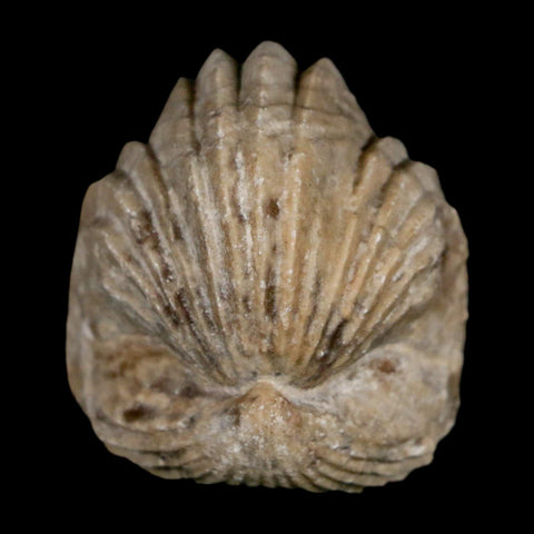 1.5" Burmirhynchia Decorata Brachiopod Fossil Jurassic Age Ardenes France