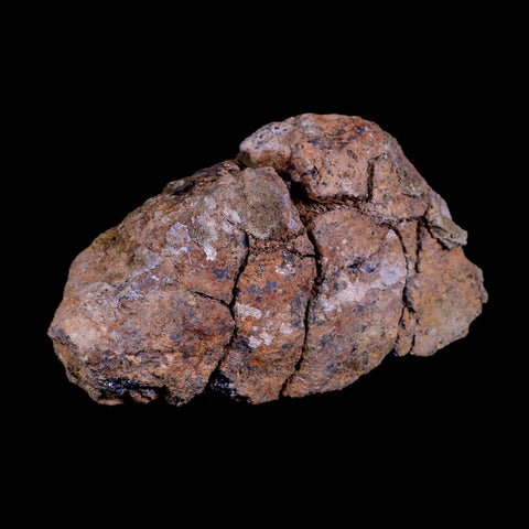 5.7" Pachycephalosaurus Fossil Skull Dome Lance Creek WY Cretaceous Dinosaur COA - Fossil Age Minerals