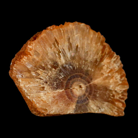 2.4" Natural Cut Rough Cave Honey Calcite Crystal Mineral Specimen Morocco - Fossil Age Minerals