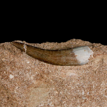 1.8" Plesiosaur Zarafasaura Tooth Fossil In Matrix Cretaceous Dinosaur Era COA