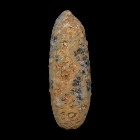 XL 2.2" Fossil Pine Cone Equicalastrobus Replaced By Agate Eocene Age Seeds Fruit