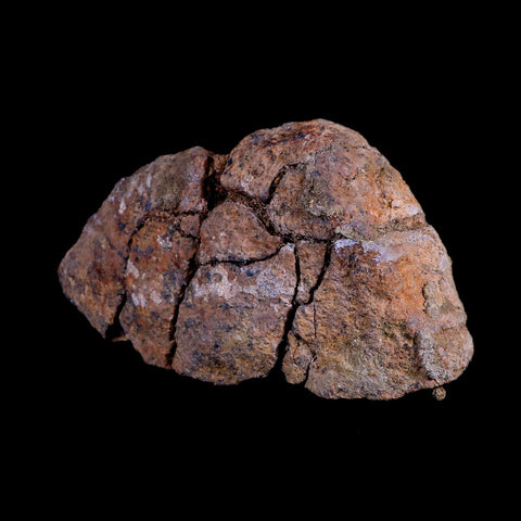 5.7" Pachycephalosaurus Fossil Skull Dome Lance Creek WY Cretaceous Dinosaur COA - Fossil Age Minerals