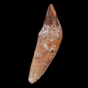 2.1" Basilosaurus Tooth 40-34 Mil Yrs Old Late Eocene COA