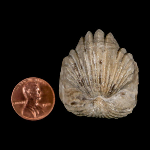 1.5" Burmirhynchia Decorata Brachiopod Fossil Jurassic Age Ardenes France