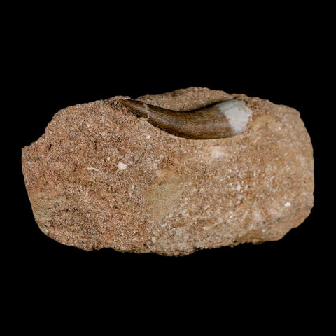 1.8" Plesiosaur Zarafasaura Tooth Fossil In Matrix Cretaceous Dinosaur Era COA - Fossil Age Minerals