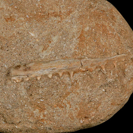 2.5" Saber Toothed Herring Fossil Tooth Jaw Section Enchodus Libycus Cretaceous Age COA