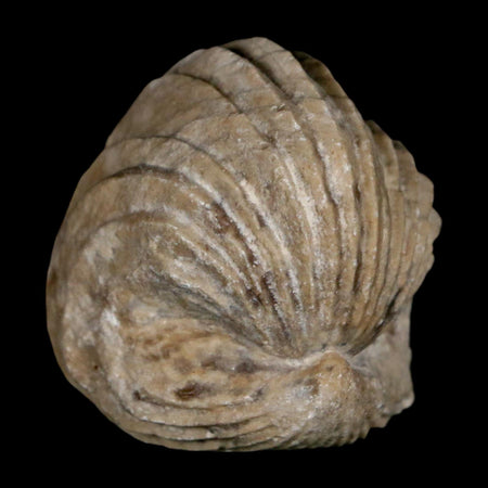 1.5" Burmirhynchia Decorata Brachiopod Fossil Jurassic Age Ardenes France