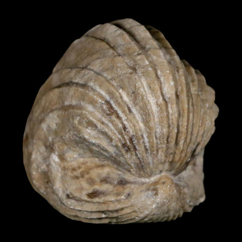 1.5" Burmirhynchia Decorata Brachiopod Fossil Jurassic Age Ardenes France