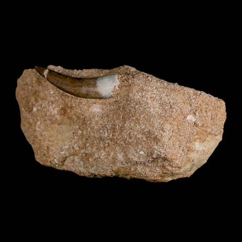 1.8" Plesiosaur Zarafasaura Tooth Fossil In Matrix Cretaceous Dinosaur Era COA - Fossil Age Minerals